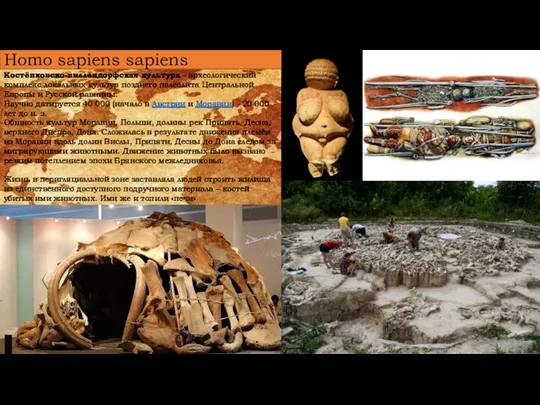 Homo sapiens sapiens Костёнковско-виллендорфская культура - археологический комплекс локальных культур позднего палеолита