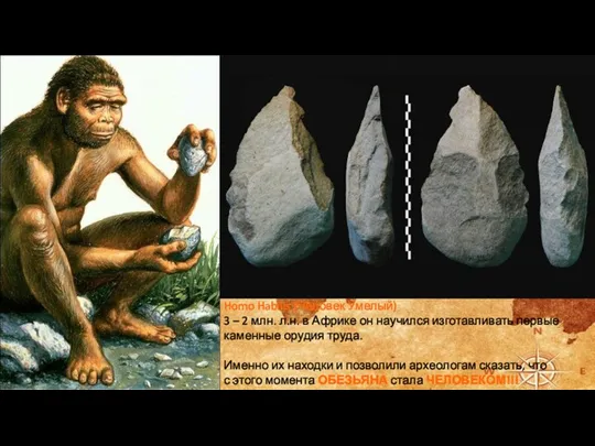 Homo Habilis (Человек Умелый) 3 – 2 млн. л.н. в Африке он