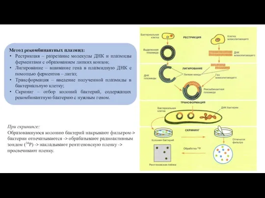 Метод рекомбинантных плазмид: Рестрикция – разрезание молекулы ДНК и плазмиды ферментами с