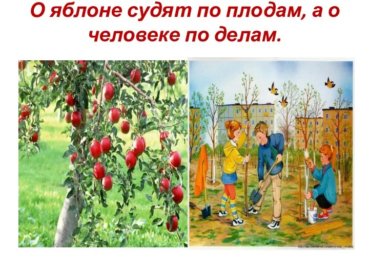 О яблоне судят по плодам, а о человеке по делам.