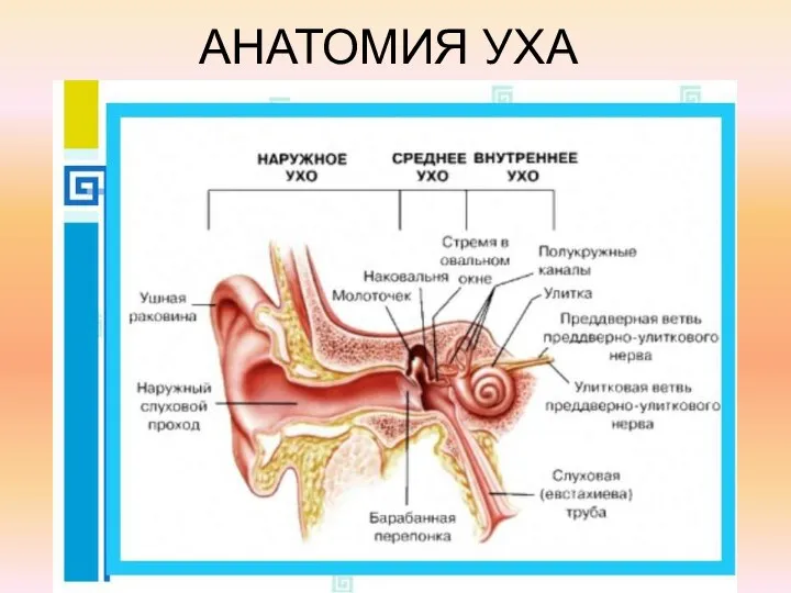 АНАТОМИЯ УХА