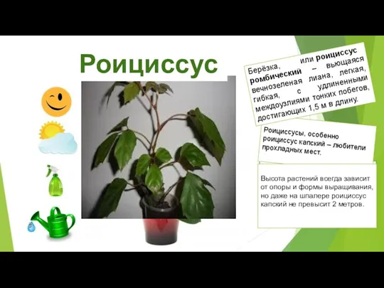 Роициссусы, особенно роициссус капский – любители прохладных мест. Берёзка, или роициссус ромбический