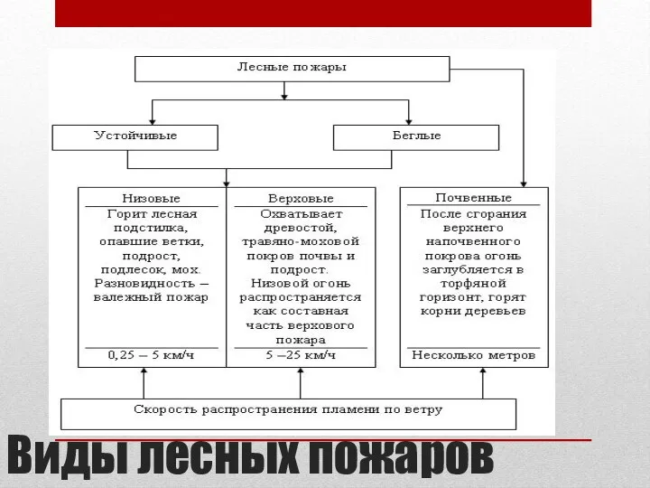 Виды лесных пожаров