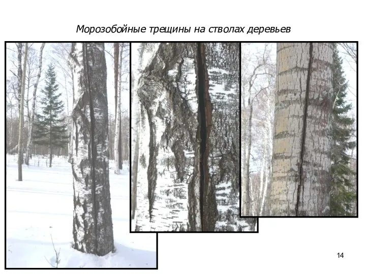 Морозобойные трещины на стволах деревьев