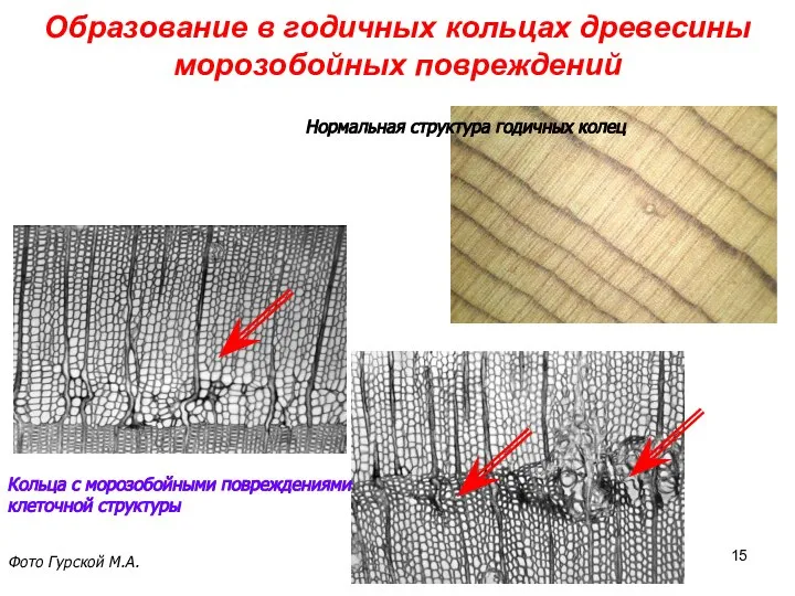 Образование в годичных кольцах древесины морозобойных повреждений Нормальная структура годичных колец Кольца