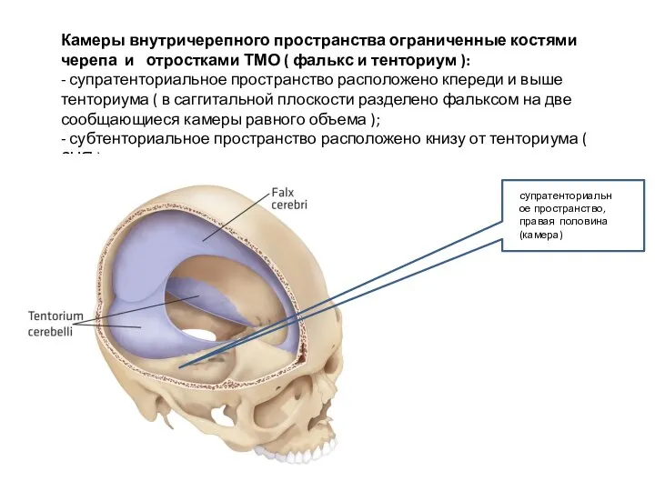 Камеры внутричерепного пространства ограниченные костями черепа и отростками ТМО ( фалькс и