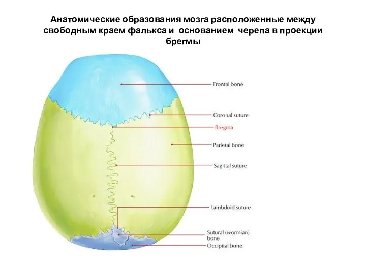 Анатомические образования мозга расположенные между свободным краем фалькса и основанием черепа в проекции брегмы