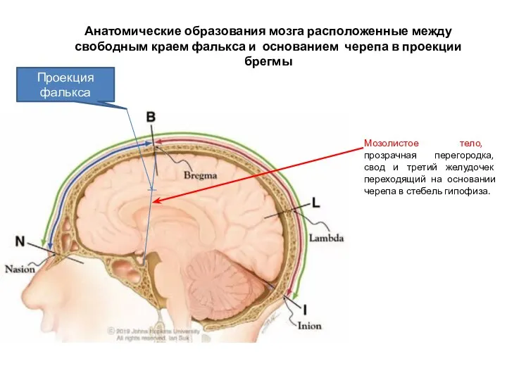 Анатомические образования мозга расположенные между свободным краем фалькса и основанием черепа в