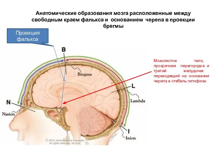 Анатомические образования мозга расположенные между свободным краем фалькса и основанием черепа в