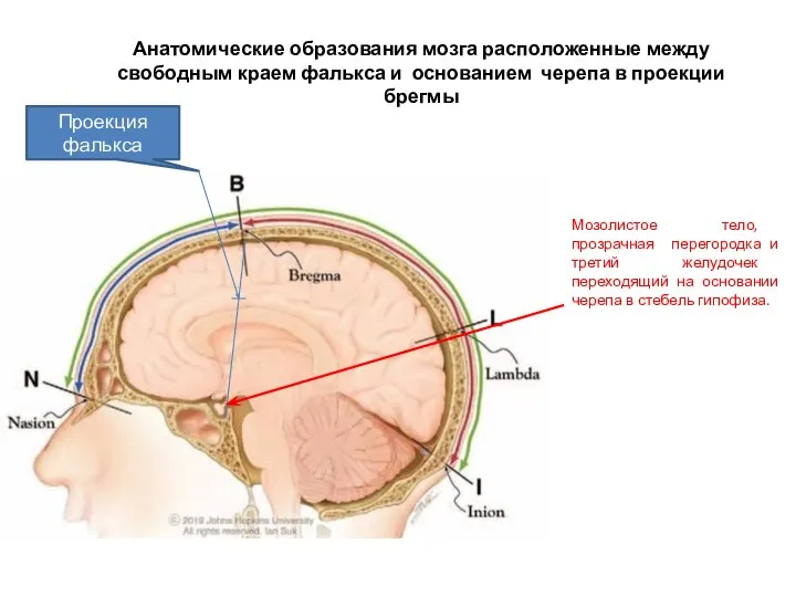 Анатомические образования мозга расположенные между свободным краем фалькса и основанием черепа в