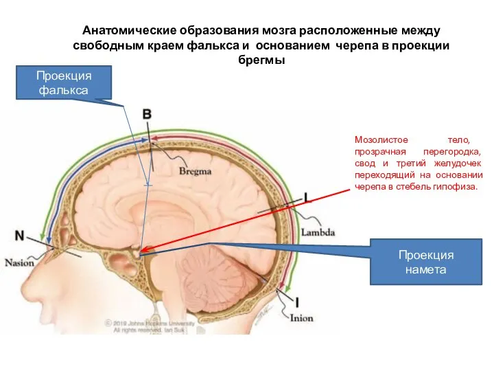 Анатомические образования мозга расположенные между свободным краем фалькса и основанием черепа в