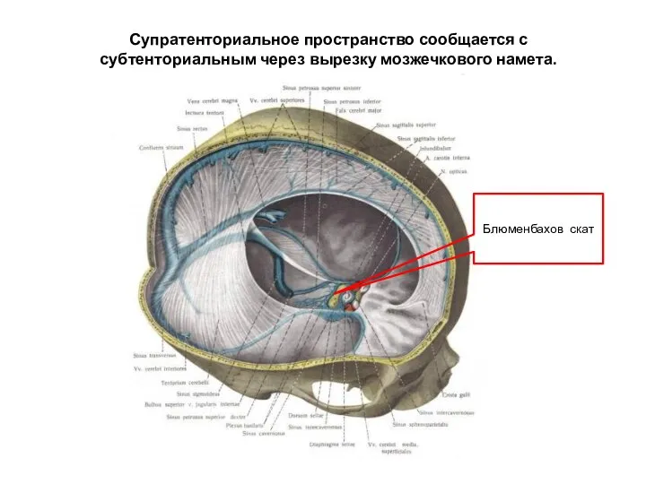 Супратенториальное пространство сообщается с субтенториальным через вырезку мозжечкового намета. Блюменбахов скат