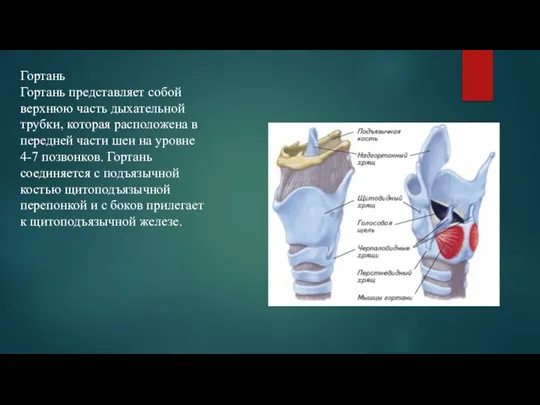 Гортань Гортань представляет собой верхнюю часть дыхательной трубки, которая расположена в передней