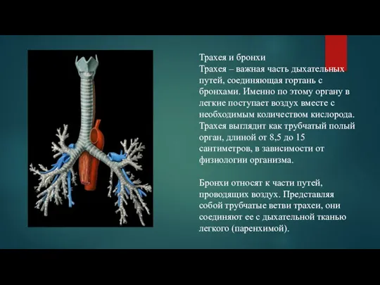 Трахея и бронхи Трахея – важная часть дыхательных путей, соединяющая гортань с