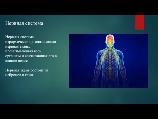 Нервная система Нервная система — иерархически организованная нервная ткань, пронизывающая весь организм