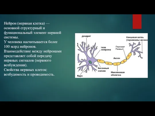 Нейрон (нервная клетка) — основной структурный и функциональный элемент нервной системы. У