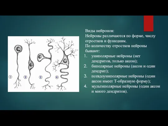 Виды нейронов: Нейроны различаются по форме, числу отростков и функциям. По количеству