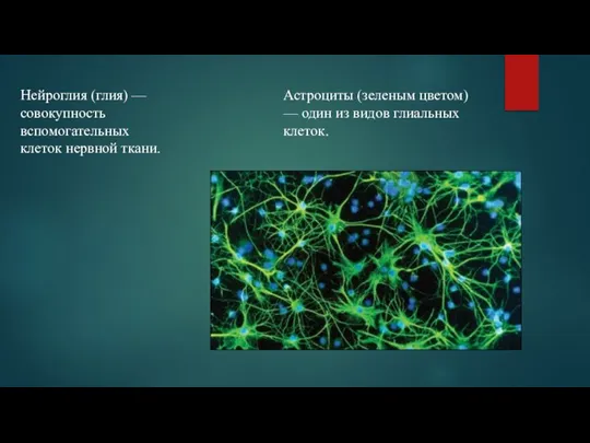 Нейроглия (глия) — совокупность вспомогательных клеток нервной ткани. Астроциты (зеленым цветом) —