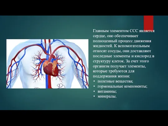 Главным элементом ССС является сердце, оно обеспечивает полноценный процесс движения жидкостей. К