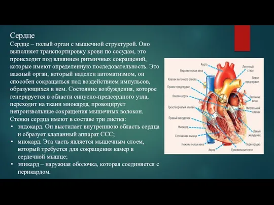Сердце Сердце – полый орган с мышечной структурой. Оно выполняет транспортировку крови