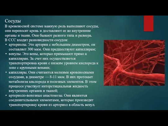 Сосуды В кровеносной системе важную роль выполняют сосуды, они переносят кровь и