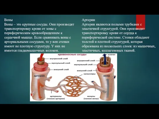 Вены Вены – это крупные сосуды. Они производят транспортировку крови от зоны