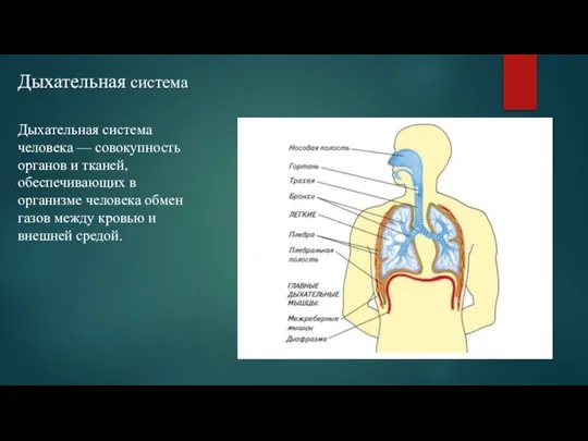 Дыхательная система Дыхательная система человека — совокупность органов и тканей, обеспечивающих в