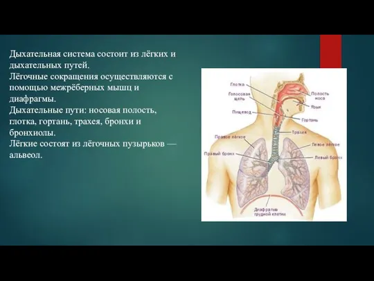 Дыхательная система состоит из лёгких и дыхательных путей. Лёгочные сокращения осуществляются с