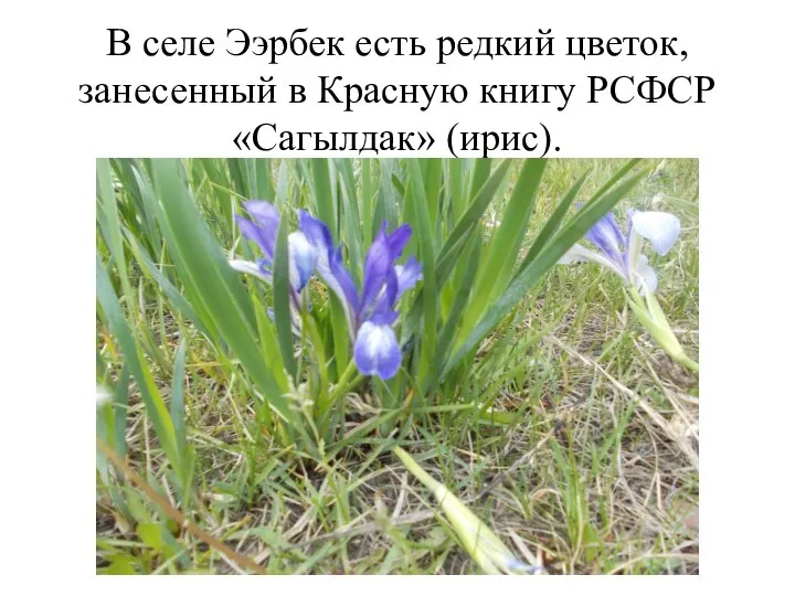 В селе Ээрбек есть редкий цветок, занесенный в Красную книгу РСФСР «Сагылдак» (ирис).