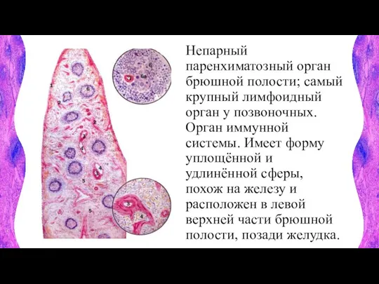 Непарный паренхиматозный орган брюшной полости; самый крупный лимфоидный орган у позвоночных. Орган