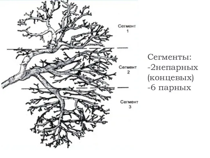 Сегменты: -2непарных (концевых) -6 парных