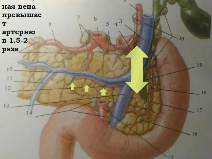 По калибру селезеночная вена превышает артерию в 1.5-2 раза