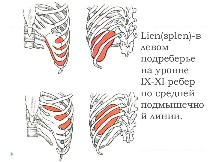 Lien(splen)-в левом подреберье на уровне IX-XI ребер по средней подмышечной линии.