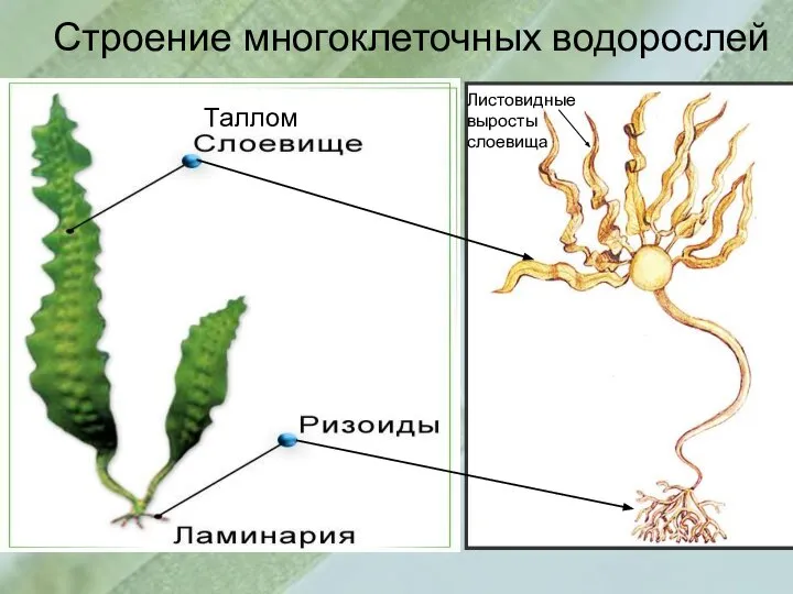 Строение многоклеточных водорослей Листовидные выросты слоевища Таллом