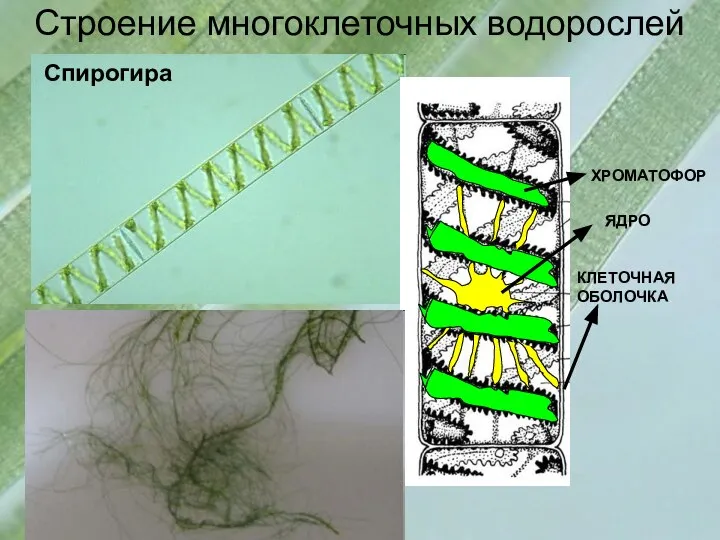 Строение многоклеточных водорослей ХРОМАТОФОР ЯДРО КЛЕТОЧНАЯ ОБОЛОЧКА