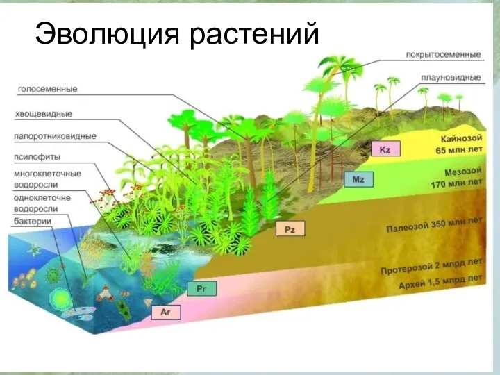 Эволюция растений