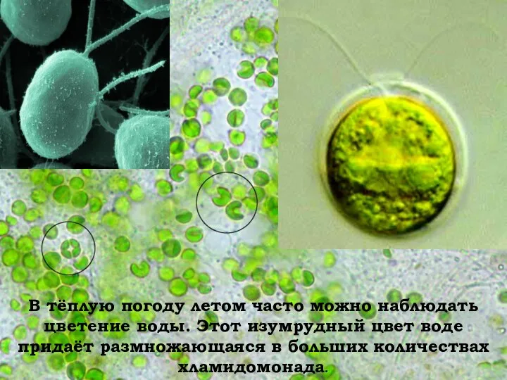 В тёплую погоду летом часто можно наблюдать цветение воды. Этот изумрудный цвет