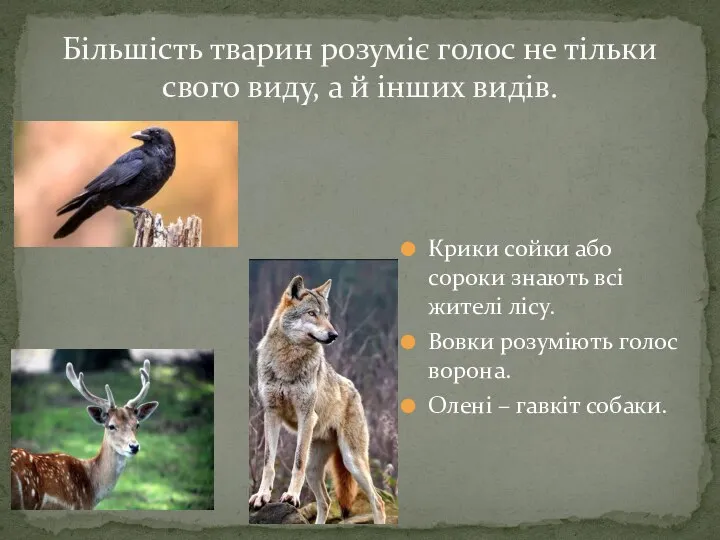 Крики сойки або сороки знають всі жителі лісу. Вовки розуміють голос ворона.