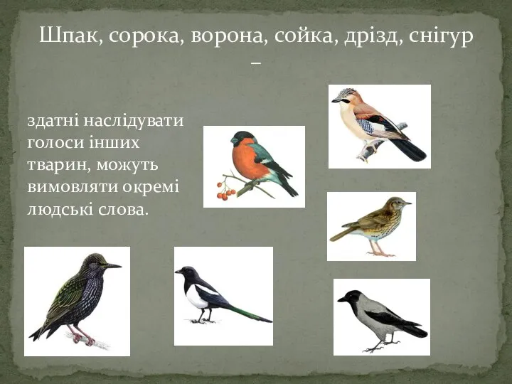 здатні наслідувати голоси інших тварин, можуть вимовляти окремі людські слова. Шпак, сорока,