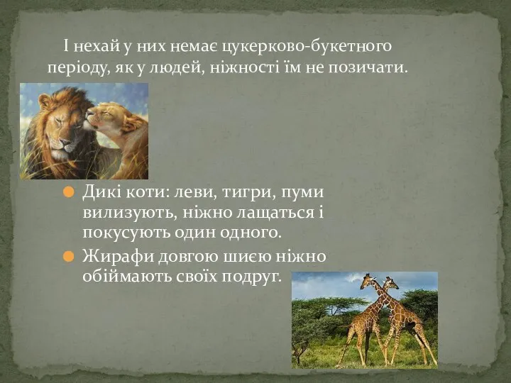 Дикі коти: леви, тигри, пуми вилизують, ніжно лащаться і покусують один одного.