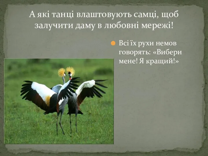 Всі їх рухи немов говорять: «Вибери мене! Я кращий!» А які танці