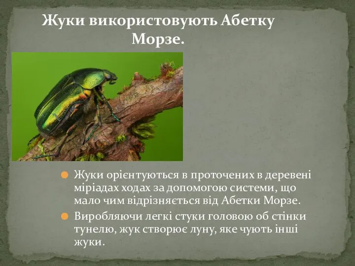 Жуки орієнтуються в проточених в деревені міріадах ходах за допомогою системи, що