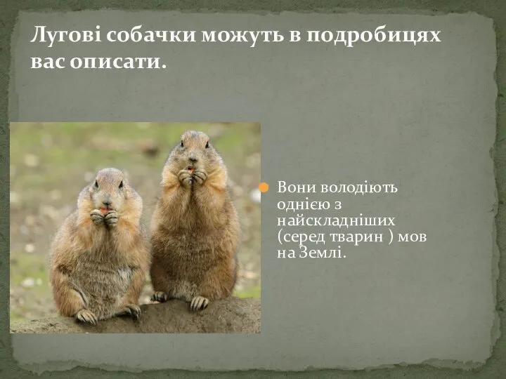 Вони володіють однією з найскладніших (серед тварин ) мов на Землі. Лугові