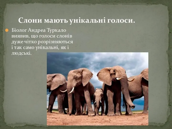 Біолог Андреа Туркало виявив, що голоси слонів дуже чітко розрізняються і так