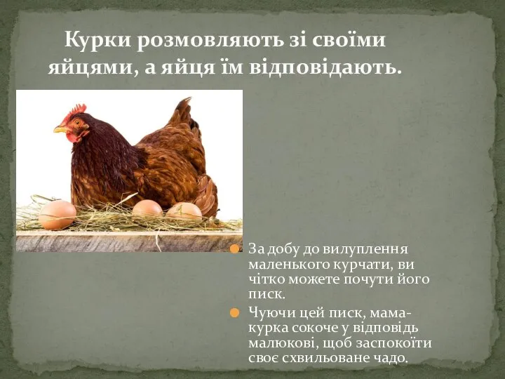 За добу до вилуплення маленького курчати, ви чітко можете почути його писк.