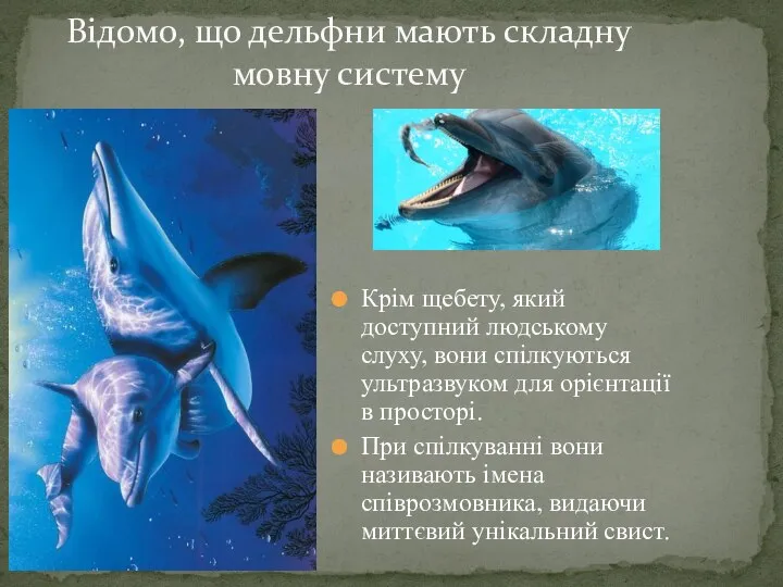 Крім щебету, який доступний людському слуху, вони спілкуються ультразвуком для орієнтації в