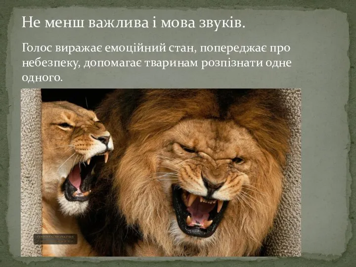 Голос виражає емоційний стан, попереджає про небезпеку, допомагає тваринам розпізнати одне одного.