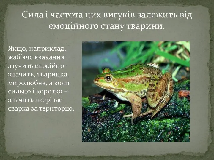 Якщо, наприклад, жаб’яче квакання звучить спокійно – значить, тваринка миролюбна, а коли