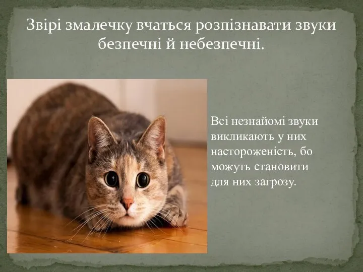 Всі незнайомі звуки викликають у них настороженість, бо можуть становити для них