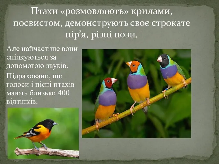 Але найчастіше вони спілкуються за допомогою звуків. Підраховано, що голоси і пісні